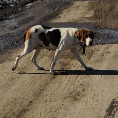 Подробнее об объявлении «Воронеж Найдена собака бегает собака с ошейником» Фото: найдена собака  «Воронеж Найдена собака бегает собака с ошейником» в г. Воронеж