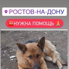 Подробнее об объявлении «Ростов-на-Дону Найдена собака» Фото: найдена собака Немецкая овчарка «Ростов-на-Дону Найдена собака» в г. Ростов-на-Дону