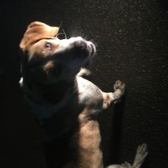 Подробнее об объявлении «Лобня Найдена собака крупная девочка. шолохово.» Фото: найдена собака  «Лобня Найдена собака крупная девочка. шолохово.» в г. Лобня