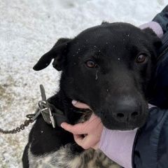 Подробнее об объявлении «Некрасовское Найдена собака кобель» Фото: найдена собака  «Некрасовское Найдена собака кобель» в г. Некрасовское