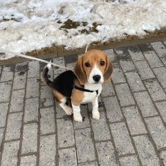 Подробнее об объявлении «Обнинск Найдена собака» Фото: найдена собака Бигль «Обнинск Найдена собака» в г. Обнинск