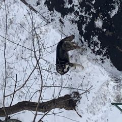 Подробнее об объявлении «Люберцы Найдена собака кобель» Фото: найдена собака Сибирская хаски «Люберцы Найдена собака кобель» в г. Люберцы