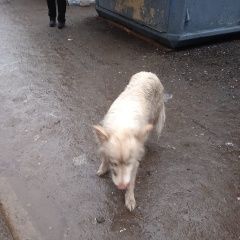 Подробнее об объявлении «Липецк Найдена собака потеряшка на лтз.» Фото: найдена собака  «Липецк Найдена собака потеряшка на лтз.» в г. Липецк