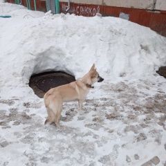 Подробнее об объявлении «Найдена собака чья потеряшка Северск» Фото: найдена собака  «Найдена собака чья потеряшка Северск» в г. Северск