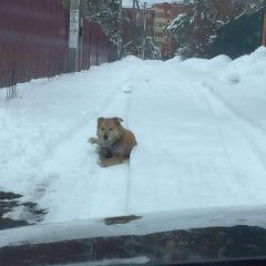 Подробнее об объявлении «Люберцы Найдена собака» Фото: найдена собака  «Люберцы Найдена собака» в г. Люберцы