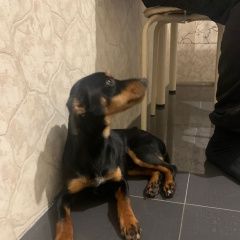 Подробнее об объявлении «Тюмень Найдена собака кобель» Фото: найдена собака  «Тюмень Найдена собака кобель» в г. Тюмень