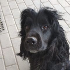 Подробнее об объявлении «Найдена собака район водстроя Сальск» Фото: найдена собака  «Найдена собака район водстроя Сальск» в г. Сальск