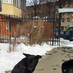 Подробнее об объявлении «Люберцы Найдена собака кобель 4 апреля 2022г» Фото: найдена собака  «Люберцы Найдена собака кобель 4 апреля 2022г» в г. Люберцы