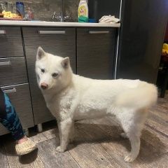 Подробнее об объявлении «Тюмень Найдена собака» Фото: найдена собака Сибирская хаски «Тюмень Найдена собака» в г. Тюмень