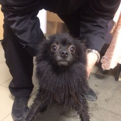 Подробнее об объявлении «Найдена собака шпиц Пермь» Фото: найдена собака Померанский шпиц «Найдена собака шпиц Пермь» в г. Пермь