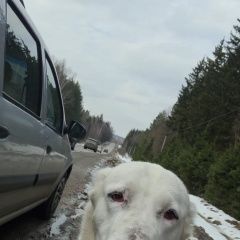 Подробнее об объявлении «Правдинский Найдена собака девочка алабай» Фото: найдена собака Среднеазиатская овчарка «Правдинский Найдена собака девочка алабай» в г. Правдинский