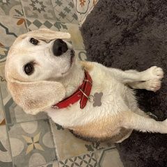 Подробнее об объявлении «Найдена собака Химки» Фото: найдена собака Бигль «Найдена собака Химки» в г. Химки