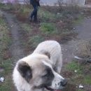 Подробнее об объявлении «Найдена собака кобель срочно  Красноярск» Фото: найдена собака  «Найдена собака кобель срочно  Красноярск» в г. Красноярск
