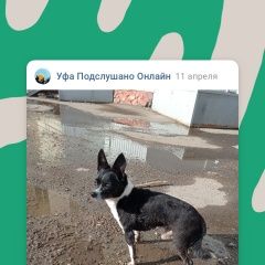Подробнее об объявлении «Найдена собака кобель найдёт кобель в районе ваза Уфа» Фото: найдена собака  «Найдена собака кобель найдёт кобель в районе...» в г. Уфа