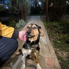 Подробнее об объявлении «Найдена собака Новороссийск» Фото: найдена собака  «Найдена собака Новороссийск» в г. Новороссийск