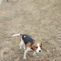 Подробнее об объявлении «Найдена собака кобель мальчик бигль Химки» Фото: найдена собака Бигль «Найдена собака кобель мальчик бигль Химки» в г. Химки