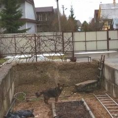 Подробнее об объявлении «Найдена собака Чехов» Фото: найдена собака  «Найдена собака Чехов» в г. Чехов