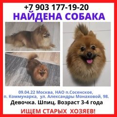 Подробнее об объявлении «Найдена собака шпиц Москва» Фото: найдена собака Померанский шпиц «Найдена собака шпиц Москва» в г. Москва