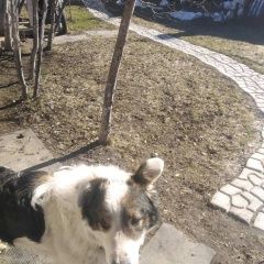 Картинка найдена собака В городе Иваново обнаружился сабакен. Иваново