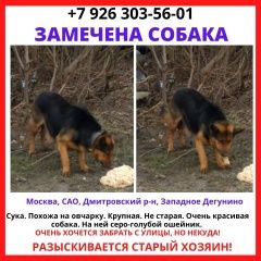 Подробнее об объявлении «Найдена собака срочно Москва» Фото: найдена собака  «Найдена собака срочно Москва» в г. Москва