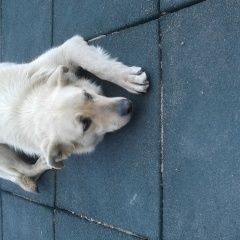 Подробнее об объявлении «Калининград (Кенигсберг) помогите найти собака потеряла свой дом» Фото: потеряшка  «Калининград (Кенигсберг) помогите найти собака...» в г. Калининград (Кенигсберг)