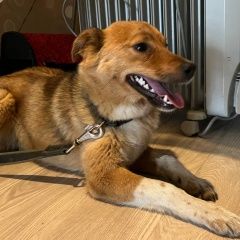 Подробнее об объявлении «Ульяновск Найдена собака» Фото: найдена собака  «Ульяновск Найдена собака» в г. Ульяновск