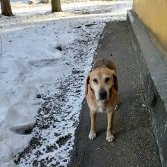 Подробнее об объявлении «Старая Купавна Найдена собака» Фото: найдена собака Гончая «Старая Купавна Найдена собака» в г. Старая Купавна