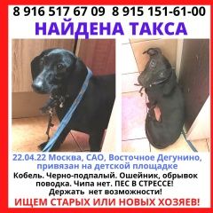 Подробнее об объявлении «Найдена собака кобель таксы Москва» Фото: найдена собака Такса «Найдена собака кобель таксы Москва» в г. Москва