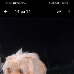 Подробнее об объявлении «Найдена собака кобель пудель Медынь» Фото: найдена собака Пудель «Найдена собака кобель пудель Медынь» в г. Медынь