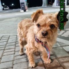 Картинка найдена собака В городе Белогорск Крым замечен пёсель. Белогорск Крым