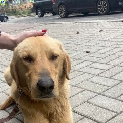Подробнее об объявлении «Найдена собака кобель ищем хозяина Ярославль» Фото: найдена собака Гончая «Найдена собака кобель ищем хозяина Ярославль» в г. Ярославль