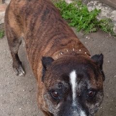 Подробнее об объявлении «Найдена собака в иноземцево Железноводск(Ставропольский)» Фото: найдена собака  «Найдена собака в иноземцево...» в г. Железноводск(Ставропольский)