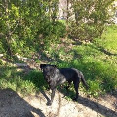 Подробнее об объявлении «Красногвардейское Найдена собака кобель» Фото: найдена собака  «Красногвардейское Найдена собака кобель» в г. Красногвардейское