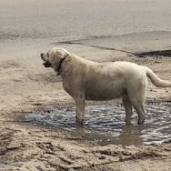 Картинка найдена собака В городе Щелково обнаружилась собачушка. Щелково