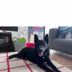 Подробнее об объявлении «Найдена собака кобель, чёрный Одинцово» Фото: найдена собака  «Найдена собака кобель, чёрный Одинцово» в г. Одинцово