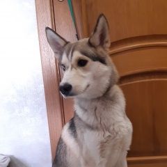 Подробнее об объявлении «Обнинск Найдена собака кобель хаски, кобель - в е» Фото: найдена собака Сибирская хаски «Обнинск Найдена собака кобель хаски, кобель - в е» в г. Обнинск