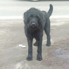 Картинка найдена собака В городе Батайск найден кобелек. Батайск