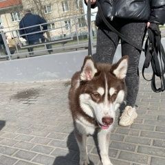 Подробнее об объявлении «Найдена собака рыжая хаски, девочка Москва» Фото: найдена собака  «Найдена собака рыжая хаски, девочка Москва» в г. Москва