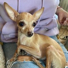 Подробнее об объявлении «Липецк Найдена собака тойтерьер, девочка» Фото: найдена собака  «Липецк Найдена собака тойтерьер, девочка» в г. Липецк