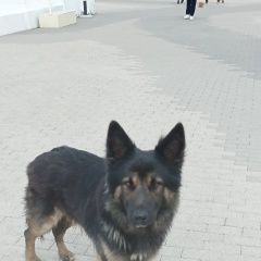Подробнее об объявлении «Найдена собака кобель Сочи» Фото: найдена собака Немецкая овчарка «Найдена собака кобель Сочи» в г. Сочи