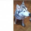 Подробнее об объявлении «Воронеж Найдена собака» Фото: найдена собака  «Воронеж Найдена собака» в г. Воронеж