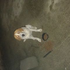 Подробнее об объявлении «Найдена собака ещё совсем щенок Адлер» Фото: найдена собака  «Найдена собака ещё совсем щенок Адлер» в г. Адлер