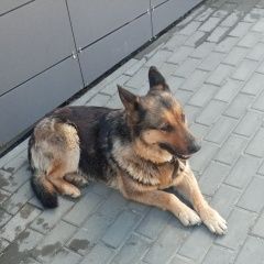 Подробнее об объявлении «Найдена собака овчарка, девочка Москва» Фото: найдена собака Восточно-европейская овчарка «Найдена собака овчарка, девочка Москва» в г. Москва