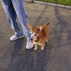 Подробнее об объявлении «Красноярск Найдена собака кобель с ошейником» Фото: найдена собака  «Красноярск Найдена собака кобель с ошейником» в г. Красноярск