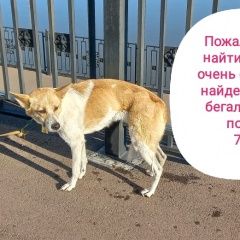 Подробнее об объявлении «Красноярск Найдена собака» Фото: найдена собака  «Красноярск Найдена собака» в г. Красноярск