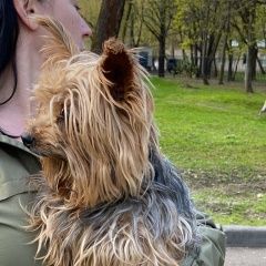 Подробнее об объявлении «Найдена собака кобель йорк в р-не м. молодежная Москва» Фото: найдена собака Йоркширский терьер «Найдена собака кобель йорк в р-не м. молодежная...» в г. Москва