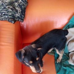 Подробнее об объявлении «Волосово Найдена собака кобель сумино/будино/» Фото: найдена собака  «Волосово Найдена собака кобель сумино/будино/» в г. Волосово