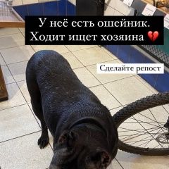 Подробнее об объявлении «Найдена собака большая черная Санкт-Петербург» Фото: найдена собака  «Найдена собака большая черная Санкт-Петербург» в г. Санкт-Петербург
