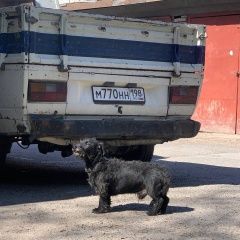 Подробнее об объявлении «Найдена собака кобель м. автово, кировский р-н Санкт-Петербург» Фото: найдена собака  «Найдена собака кобель м. автово, кировский р-н...» в г. Санкт-Петербург