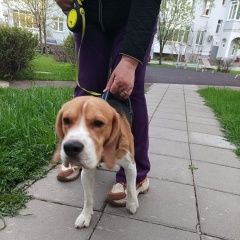 Подробнее об объявлении «Найдена собака кобель бигль Москва» Фото: найдена собака Бигль «Найдена собака кобель бигль Москва» в г. Москва